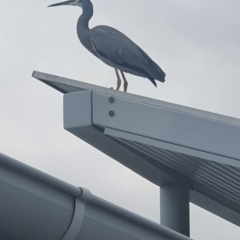 Egretta novaehollandiae (White-faced Heron) at Noosaville, QLD - 16 May 2023 by Bwpearson