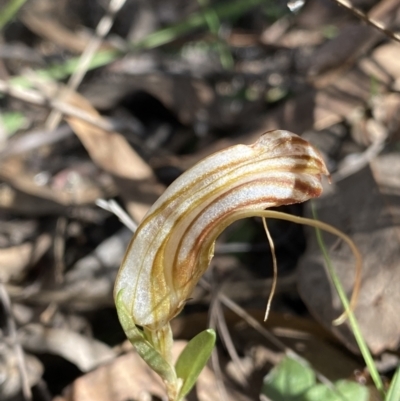 Diplodium truncatum (Little Dumpies, Brittle Greenhood) at O'Connor, ACT - 6 May 2023 by Ned_Johnston