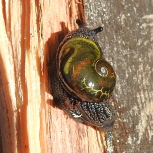 Helicarion cuvieri at Cotter River, ACT - 15 May 2023