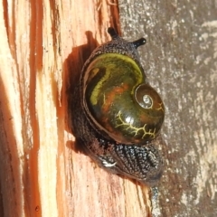 Helicarion cuvieri (A Semi-slug) at Cotter River, ACT - 15 May 2023 by JohnBundock
