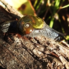 Helicarion cuvieri at Cotter River, ACT - 15 May 2023