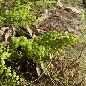 Adiantum aethiopicum at Alpine Shire - 16 May 2023