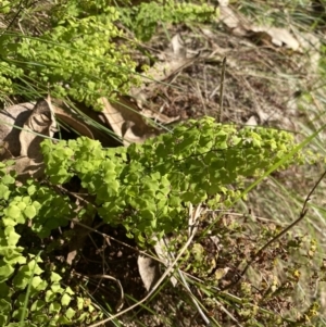 Adiantum aethiopicum at Alpine Shire - suppressed