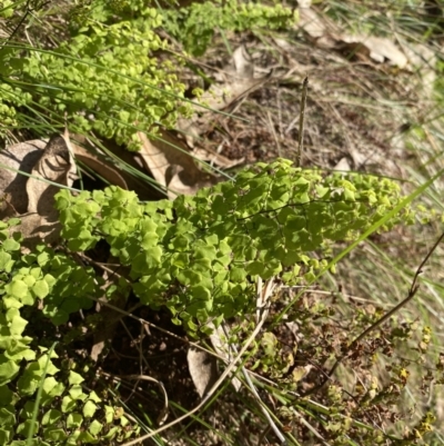 Unidentified Fern or Clubmoss at Bright, VIC - 16 May 2023 by jksmits