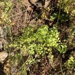 Adiantum aethiopicum at Alpine Shire - 16 May 2023