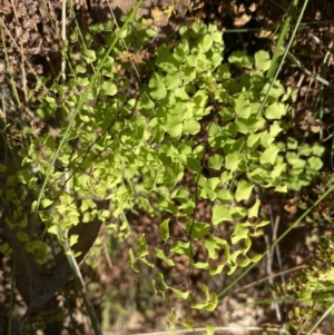 Adiantum aethiopicum at Alpine Shire - 16 May 2023