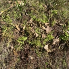 Adiantum aethiopicum at Alpine Shire - 16 May 2023