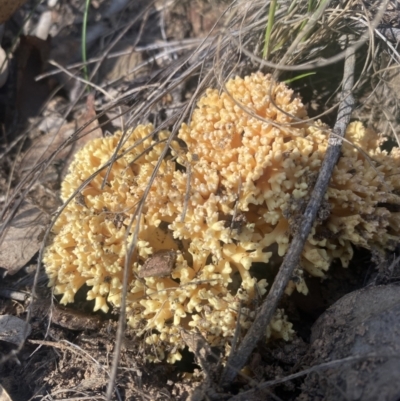 Artomyces sp. at Bright, VIC - 16 May 2023 by jksmits