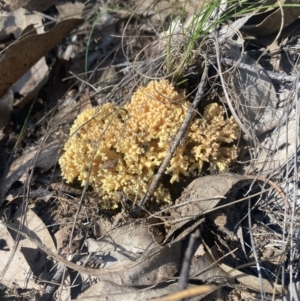 Ramaria sp. at Bright, VIC - 16 May 2023