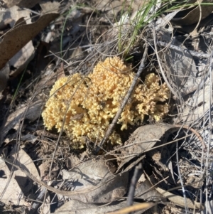 Ramaria sp. (genus) at Bright, VIC - 16 May 2023 10:49 AM