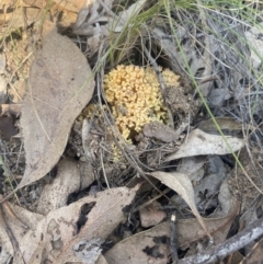 Ramaria sp. at Bright, VIC - 16 May 2023