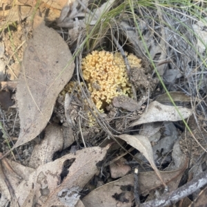 Ramaria sp. at Bright, VIC - 16 May 2023