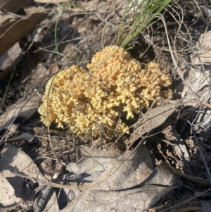 Ramaria sp. at Bright, VIC - 16 May 2023