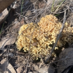 Ramaria sp. at Bright, VIC - 16 May 2023