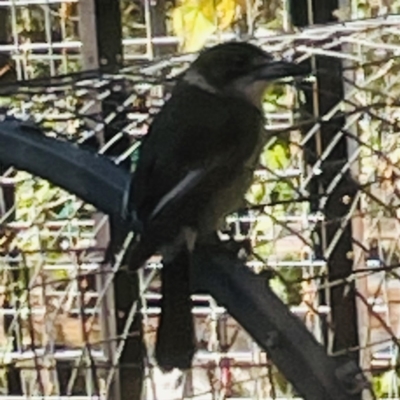 Cracticus torquatus (Grey Butcherbird) at O'Connor, ACT - 8 May 2023 by ibaird