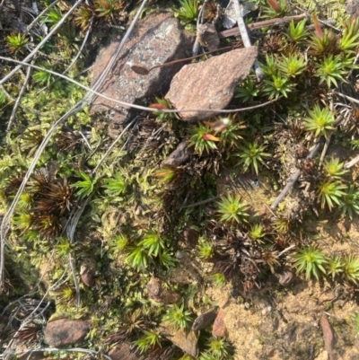 Unidentified Moss / Liverwort / Hornwort at Bright, VIC - 16 May 2023 by jksmits