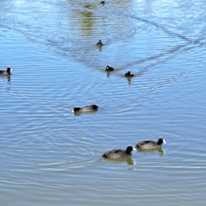 Fulica atra at Throsby, ACT - 16 May 2023 09:52 AM