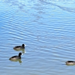 Fulica atra at Throsby, ACT - 16 May 2023 09:52 AM