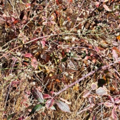 Rubus anglocandicans at Throsby, ACT - 16 May 2023 10:08 AM