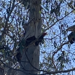 Callocephalon fimbriatum (Gang-gang Cockatoo) at Bright, VIC - 16 May 2023 by jksmits