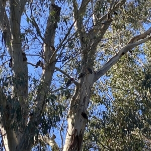 Callocephalon fimbriatum at Bright, VIC - 16 May 2023