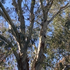 Callocephalon fimbriatum at suppressed - 16 May 2023