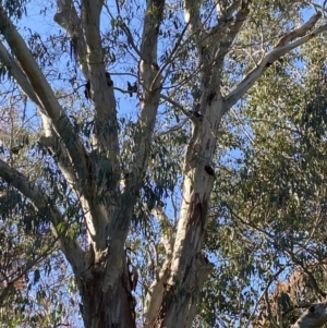 Callocephalon fimbriatum at Bright, VIC - 16 May 2023