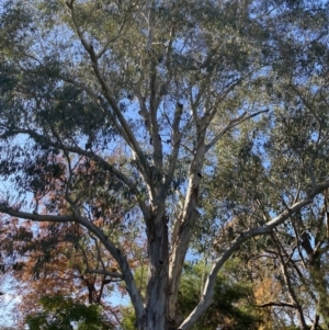 Callocephalon fimbriatum at Bright, VIC - 16 May 2023