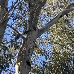 Callocephalon fimbriatum at Bright, VIC - suppressed