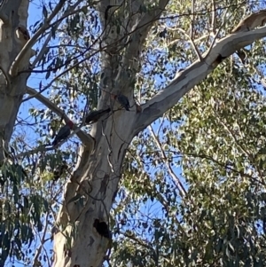 Callocephalon fimbriatum at Bright, VIC - 16 May 2023