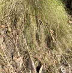 Themeda triandra (Kangaroo Grass) at Bright, VIC - 16 May 2023 by jksmits