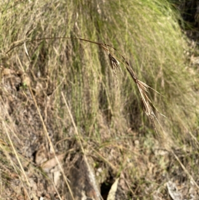 Themeda triandra (Kangaroo Grass) at Alpine Shire - 16 May 2023 by jksmits