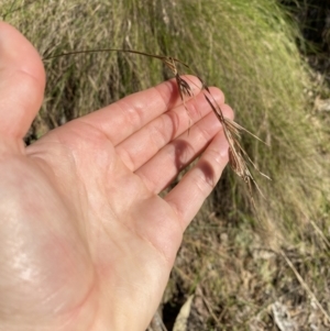 Themeda triandra at Bright, VIC - 16 May 2023 10:35 AM