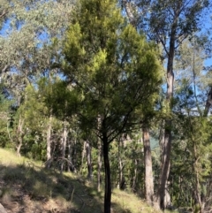 Exocarpos cupressiformis (Cherry Ballart) at Alpine Shire - 16 May 2023 by jksmits