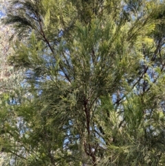 Exocarpos cupressiformis at Bright, VIC - 16 May 2023