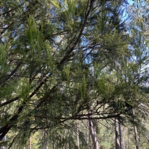 Exocarpos cupressiformis at Bright, VIC - 16 May 2023