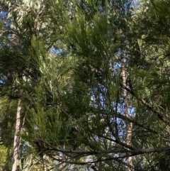 Exocarpos cupressiformis at Bright, VIC - 16 May 2023