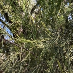 Exocarpos cupressiformis at Bright, VIC - 16 May 2023