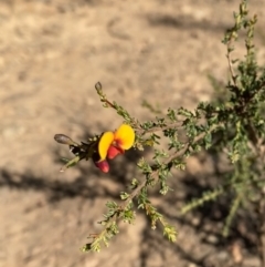 Dillwynia phylicoides (A Parrot-pea) at Alpine Shire - 16 May 2023 by jksmits