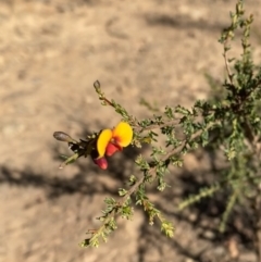 Dillwynia phylicoides (A Parrot-pea) at Bright, VIC - 16 May 2023 by jks