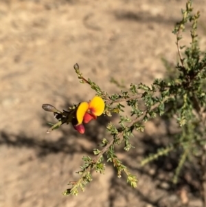 Dillwynia phylicoides at Bright, VIC - 16 May 2023 10:40 AM