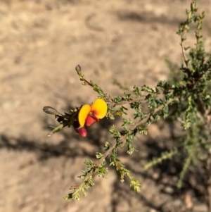 Dillwynia phylicoides (A Parrot-pea) at Bright, VIC by jksmits