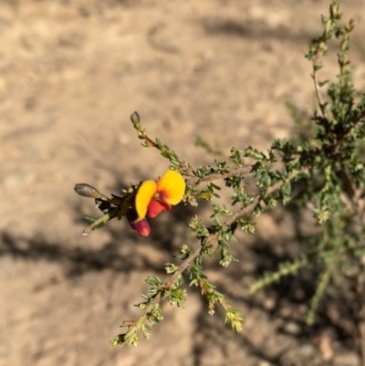 Dillwynia phylicoides (A Parrot-pea) at Bright, VIC - 16 May 2023 by jksmits