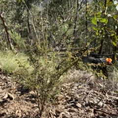 Dillwynia phylicoides at Bright, VIC - 16 May 2023