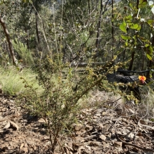 Dillwynia phylicoides at Bright, VIC - 16 May 2023