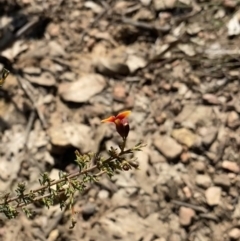 Dillwynia phylicoides at Bright, VIC - 16 May 2023