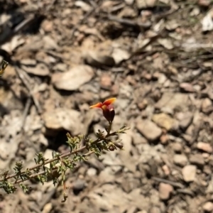 Dillwynia phylicoides at Bright, VIC - 16 May 2023 10:40 AM