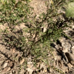 Dillwynia phylicoides at Bright, VIC - 16 May 2023 10:40 AM