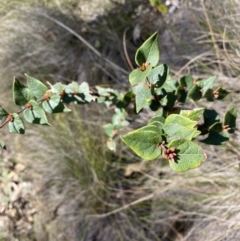 Platylobium formosum (Handsome Flat Pea) at Alpine Shire - 16 May 2023 by jksmits