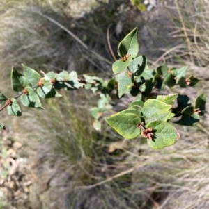 Platylobium formosum at Bright, VIC - 16 May 2023